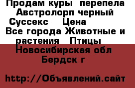 Продам куры, перепела. Австролорп черный. Суссекс. › Цена ­ 1 500 - Все города Животные и растения » Птицы   . Новосибирская обл.,Бердск г.